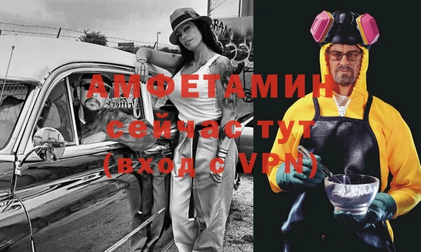 сатива Новозыбков